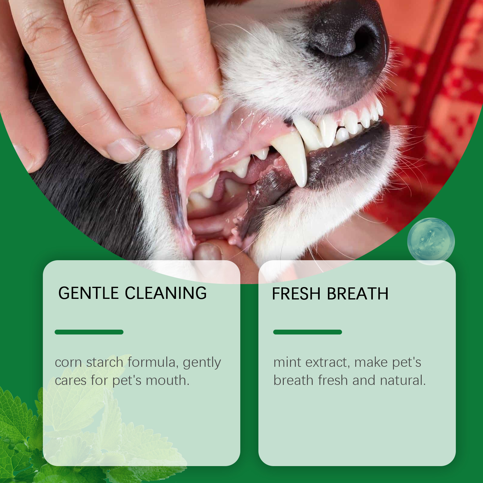 Pet Teeth Cleaning Powder Redu - Teeth Whitening Vape 리뷰 및 가격